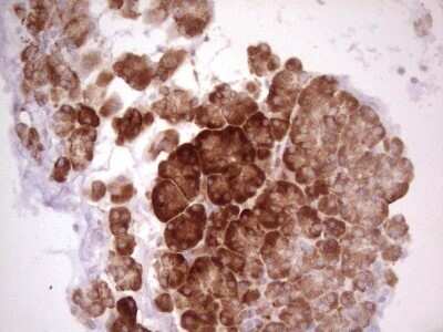 Immunohistochemistry: WIBG Antibody (OTI5E2) - Azide and BSA Free [NBP2-74868]