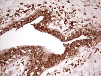 Immunohistochemistry: WIBG Antibody (OTI5E2) - Azide and BSA Free [NBP2-74868]