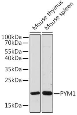 Western Blot: WIBG AntibodyAzide and BSA Free [NBP3-15586]