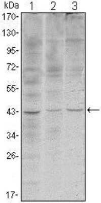 Western Blot: WIF-1 Antibody (1G5)BSA Free [NBP1-51658]