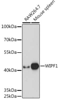 Western Blot: WIPF1/WIP AntibodyAzide and BSA Free [NBP3-15508]