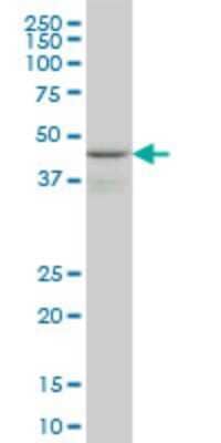 Western Blot: WIPI1 Antibody (3C1) [H00055062-M02]