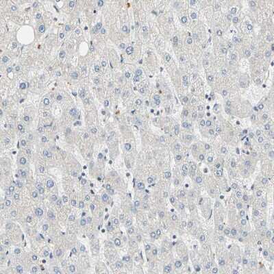 Immunohistochemistry-Paraffin: WIPI1 Antibody [NBP1-88878]