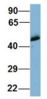 Western Blot: WIPI1 Antibody [NBP1-56874]