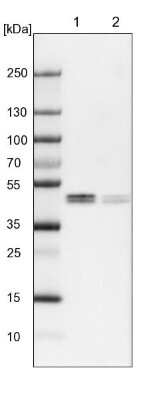 Western Blot: WIPI1 Antibody [NBP1-88878]