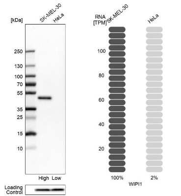 Western Blot: WIPI1 Antibody [NBP1-88878]