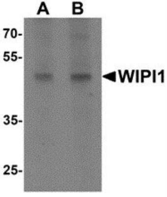 Western Blot: WIPI1 AntibodyBSA Free [NBP2-82048]