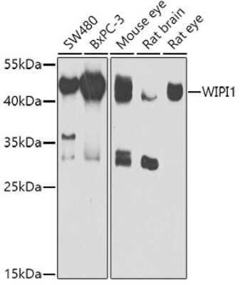 Western Blot: WIPI1 AntibodyBSA Free [NBP2-93214]