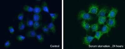 Immunocytochemistry/ Immunofluorescence: WIPI2 Antibody [NBP3-13110]