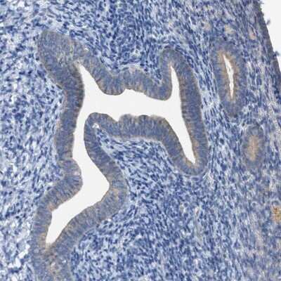 Immunohistochemistry-Paraffin: WIPI2 Antibody [NBP1-88880]