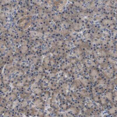 Immunohistochemistry-Paraffin: WIPI2 Antibody [NBP1-88880]