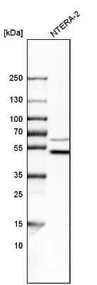 Western Blot: WIPI2 Antibody [NBP1-88879]