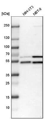 Western Blot: WIPI2 Antibody [NBP1-88879]