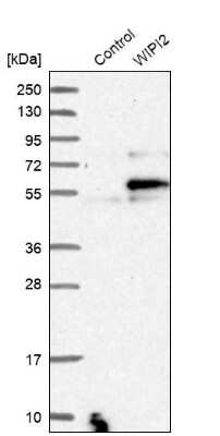 Western Blot: WIPI2 Antibody [NBP1-88880]