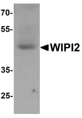 Western Blot: WIPI2 AntibodyBSA Free [NBP2-82059]