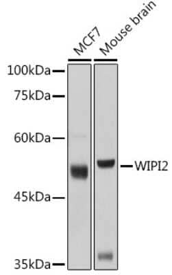 Western Blot: WIPI2 AntibodyAzide and BSA Free [NBP2-93646]