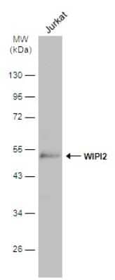 Western Blot: WIPI2 Antibody [NBP3-13110]