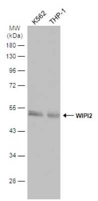 Western Blot: WIPI2 Antibody [NBP3-13110]