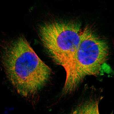 Immunocytochemistry/ Immunofluorescence: WISP-1/CCN4 Antibody [NBP1-86570]