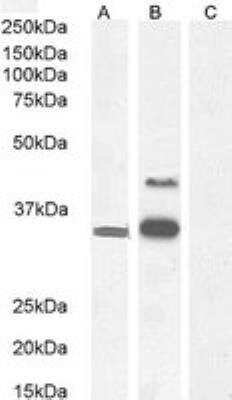 Western Blot: WISP-1/CCN4 Antibody [NB100-77339]