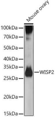 Western Blot: WISP2 AntibodyAzide and BSA Free [NBP2-93612]