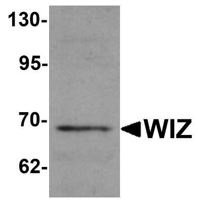 Western Blot: WIZ AntibodyBSA Free [NBP1-76515]