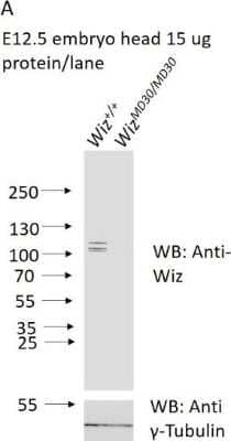 Western Blot: WIZ Antibody [NBP1-80586]