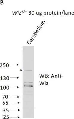 Western Blot: WIZ Antibody [NBP1-80586]