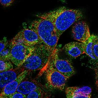 Immunocytochemistry/ Immunofluorescence: WNK2 Antibody [NBP2-33875]