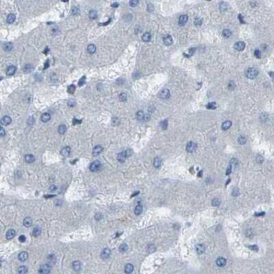 Immunohistochemistry-Paraffin: WNK2 Antibody [NBP2-33875]