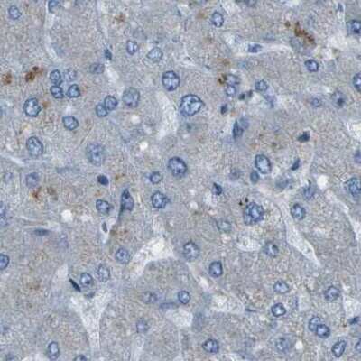 Immunohistochemistry-Paraffin: WNK2 Antibody [NBP2-33876]