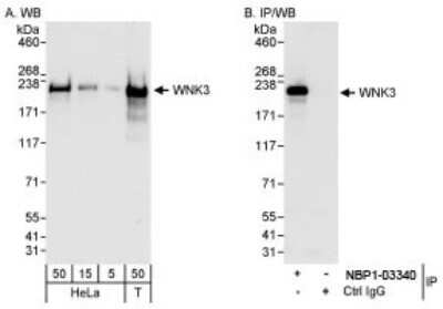 Western Blot: WNK3 Antibody [NBP1-03340]