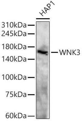 Western Blot: WNK3 AntibodyAzide and BSA Free [NBP2-93100]