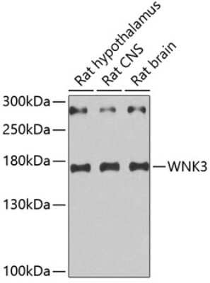 Western Blot: WNK3 AntibodyBSA Free [NBP2-94269]