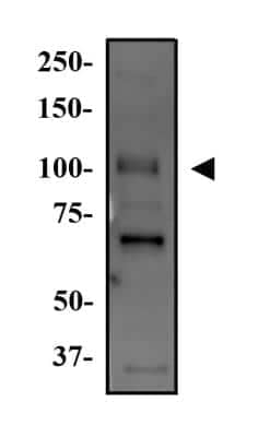 Western Blot: WNK4 AntibodyBSA Free [NB600-284]