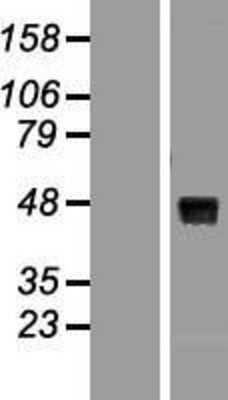 Western Blot: Wnt-8a Overexpression Lysate [NBL1-17878]