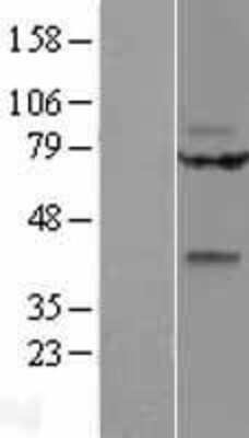 Western Blot: Wnt-9a Overexpression Lysate [NBL1-17880]