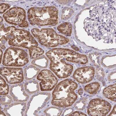 Immunohistochemistry-Paraffin: Wnt-9b Antibody [NBP2-32479]