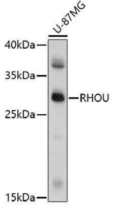 Western Blot: WRCH1 AntibodyAzide and BSA Free [NBP2-93157]