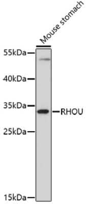 Western Blot: WRCH1 AntibodyAzide and BSA Free [NBP2-93158]