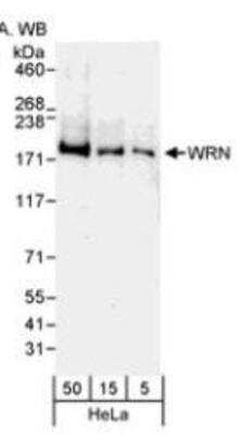 Western Blot: WRN Antibody [NB100-471]