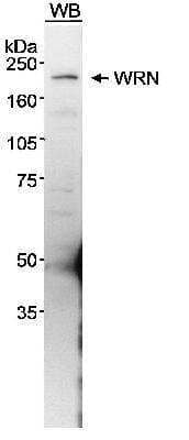 Western Blot: WRN Antibody [NB100-471]