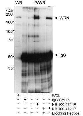Western Blot: WRN Antibody [NB100-471]