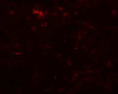 Immunocytochemistry/ Immunofluorescence: WSB1 Antibody - BSA Free [NBP2-82049]