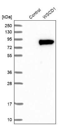 Western Blot: WSCD1 Antibody [NBP1-81503]