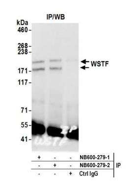 Immunoprecipitation: WSTF Antibody [NB600-279]