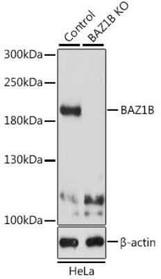 Western Blot: WSTF Antibody - BSA Free [NBP3-03399]