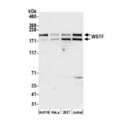 Western Blot: WSTF Antibody [NB600-279]