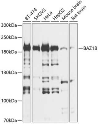 Western Blot: WSTF AntibodyBSA Free [NBP2-95129]