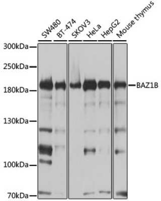 Western Blot: WSTF AntibodyBSA Free [NBP3-03399]